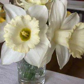 Mount Hood Daffodil  (Narcissus Mount Hood) Img 3